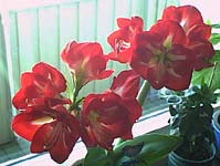 Julst�mning mitt i sommaren