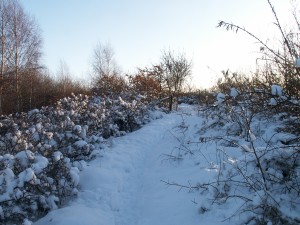 Havtornsbuskarna på vintern