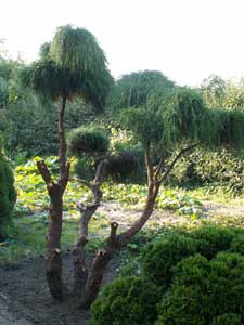 Nyplanterad palm i trädgården